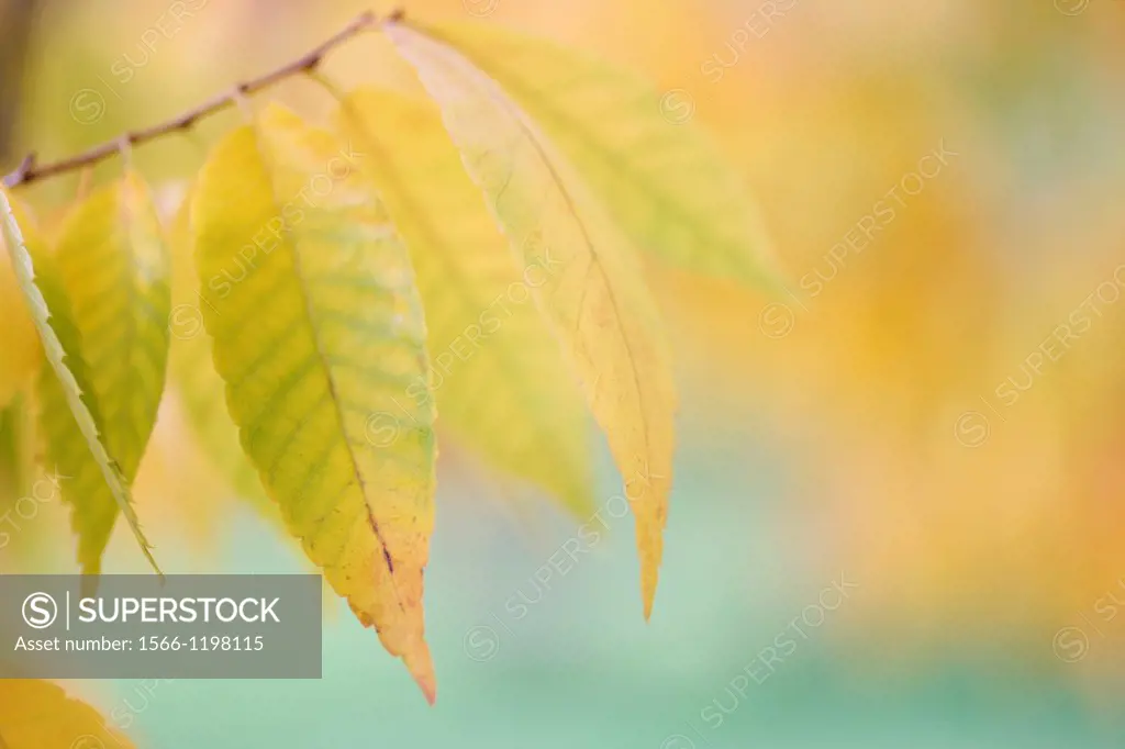 beautiful Autumn hues of the zelkova serrata keyaki tree, soft focus and gentle