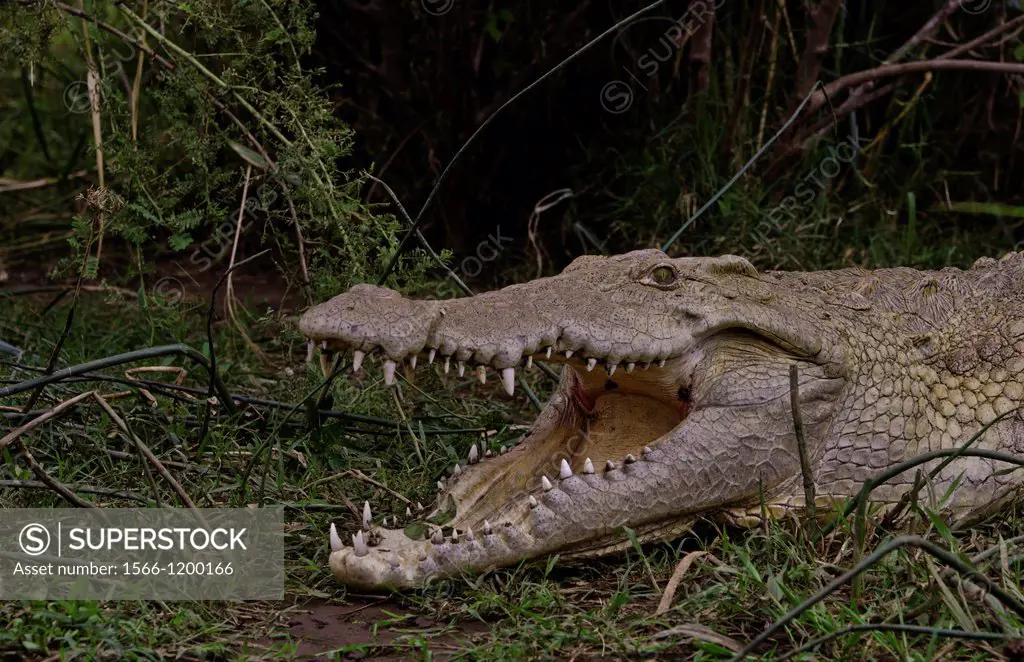 Arba Minch Lake Chamo Ethiopia Africa crocodiles in Crocidile Market in water dangerous, reptiles