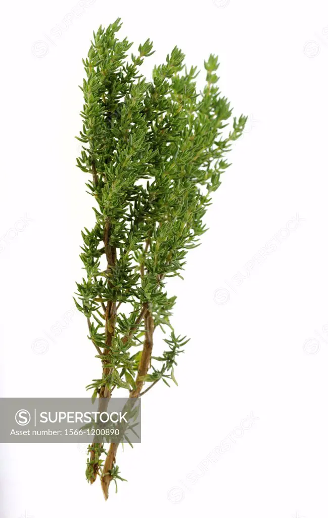 CULINARY HERBS HERB THYME Thymus vulgaris One of the most popular herbs used in cooking