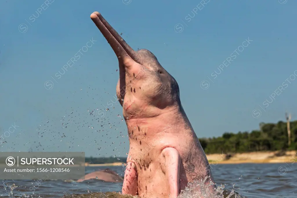 South America ,Brazil, Amazonas state, Manaus, Amazon river basin, along Rio Negro , Amazon River Dolphin, Pink River Dolphin or Boto Inia geoffrensis...