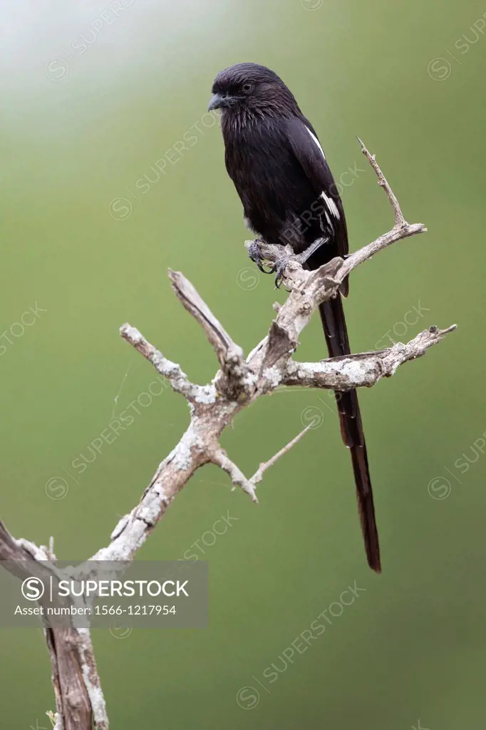 Magpie Shrike Urolestes melanoleucus or Corvinella melanoleuca sitting on branch, Serengeti National Park, Tanzania