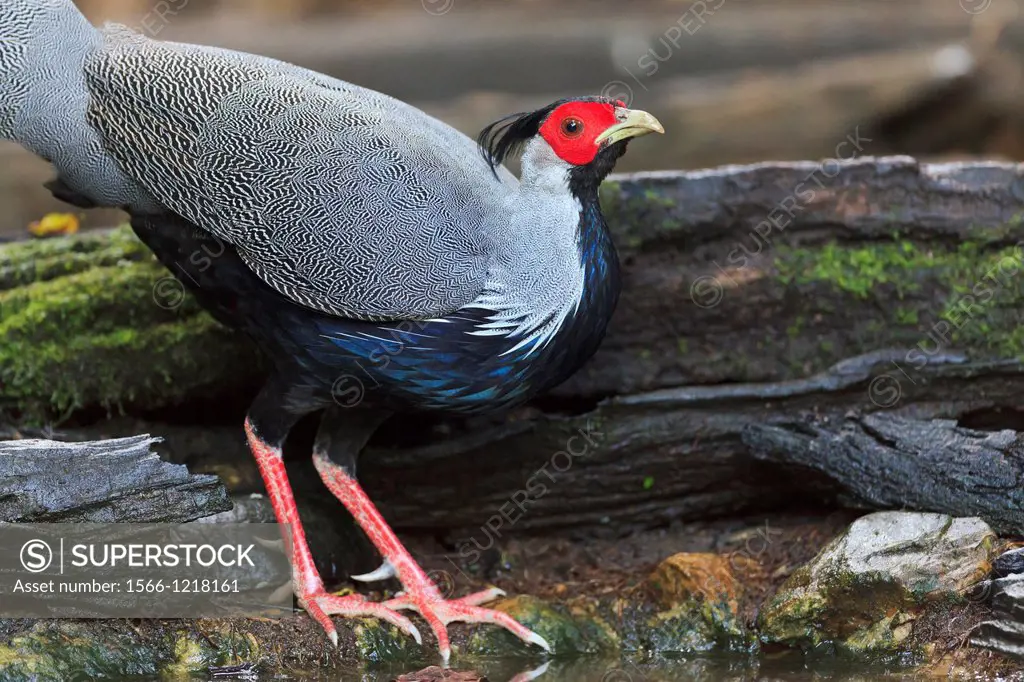 Kalij Pheasant Lophura leucomelanos male drinking water in a forest pool  Kaeng Krachan National Park  Thailand