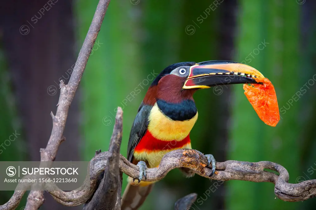 A Chestnut-eared aracari (Pteroglossus castanotis) on a branch of a tree near the Pixaim River in the northern Pantanal, Mato Grosso province of Brazi...