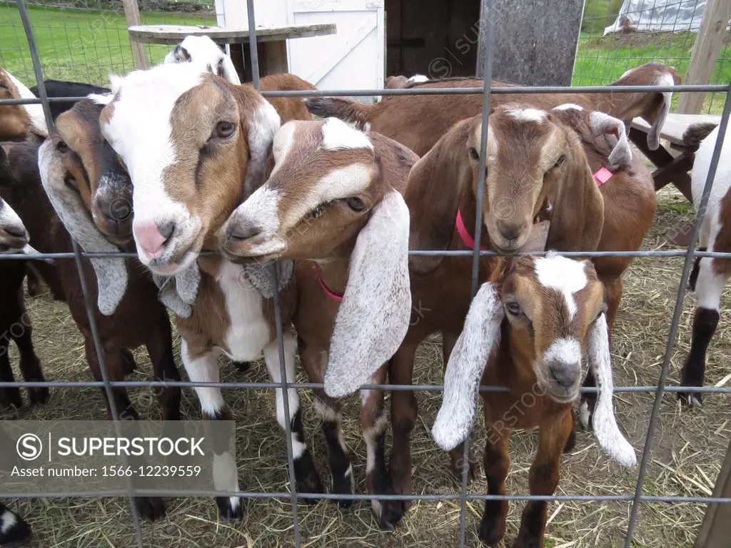 nubian dairy goats