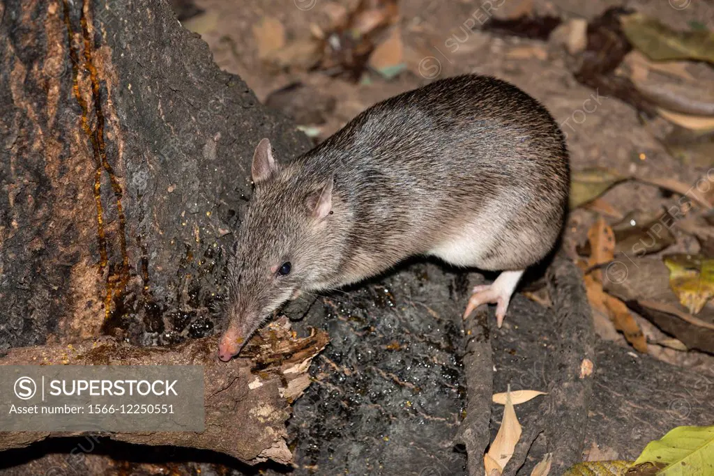 Long-nosed potaroo, Potorous tridactylus a small rodent like marsupial. Potaroos are sometimes known as Rat-kangaroos. They forage at night for fungi ...