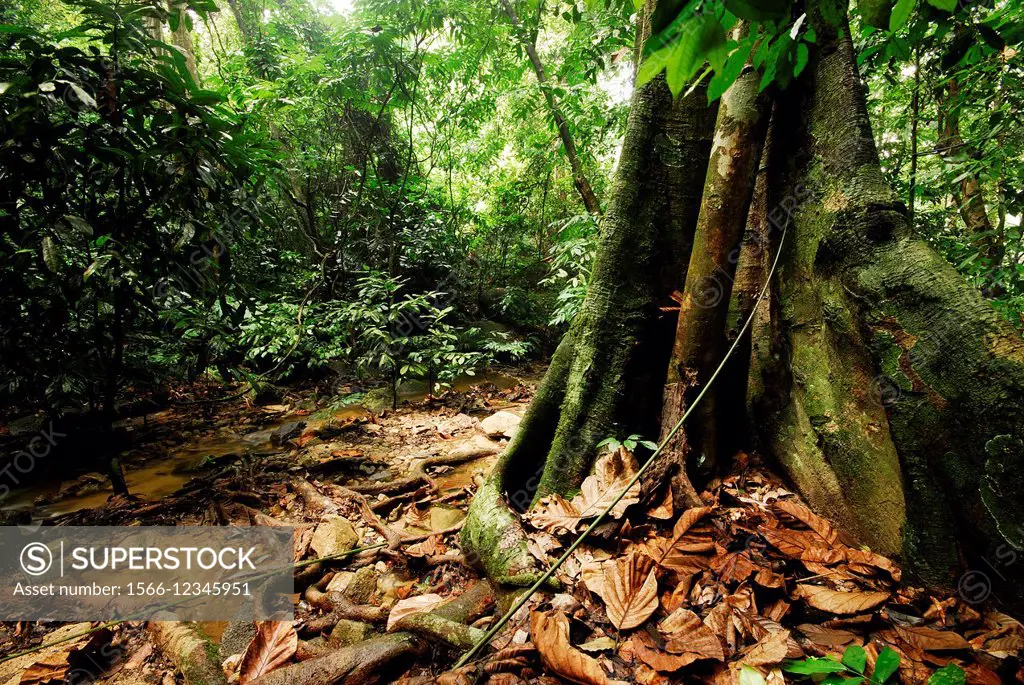 Rainforest of FRIM in Kepong near Kuala Lumpur, Selangor, Malaysia.