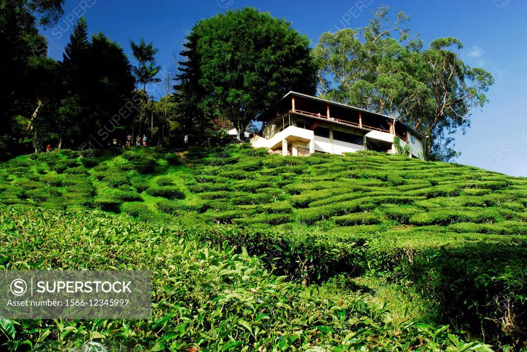 Cameron Bharat Tea Plantation in Cameron Highlands, Pahang, Malaysia.