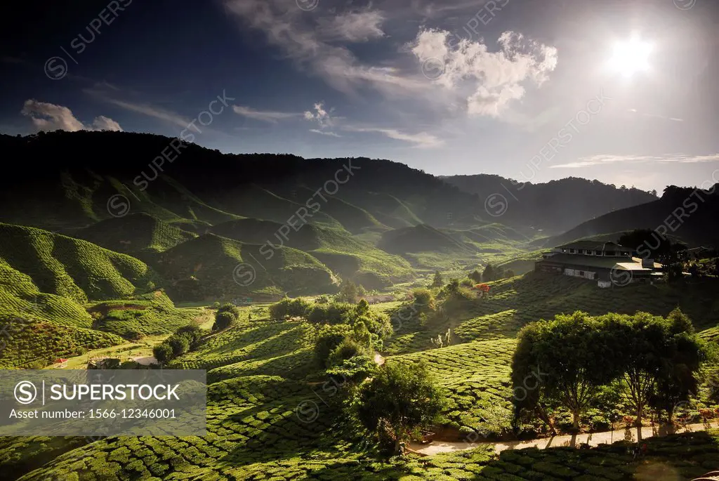 Cameron Bharat Tea Plantation in Cameron Highlands, Pahang, Malaysia.