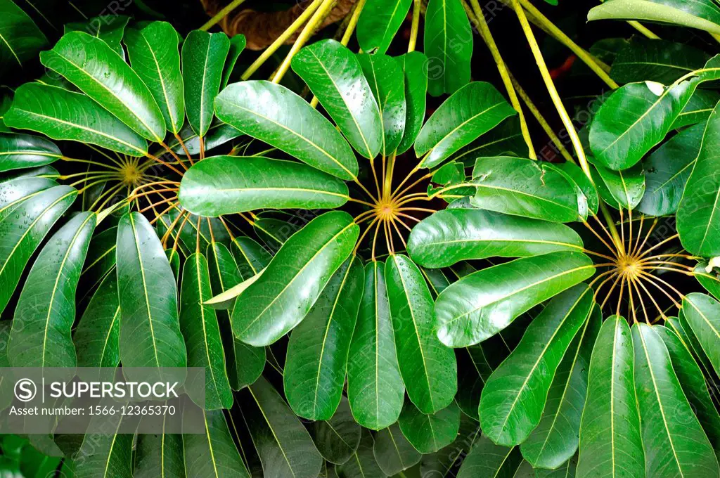 France, West Indies, Guadeloupe, Basse-Terre, Flower