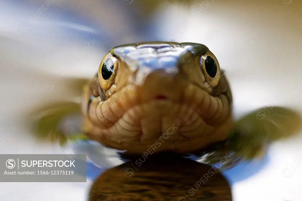 Cyclagras (Hydrodynastes) gigas. Young false water cobra. Diurnal opistoglyphous colubrid . Savannah flooded between Montsinéry and Macouria. French G...