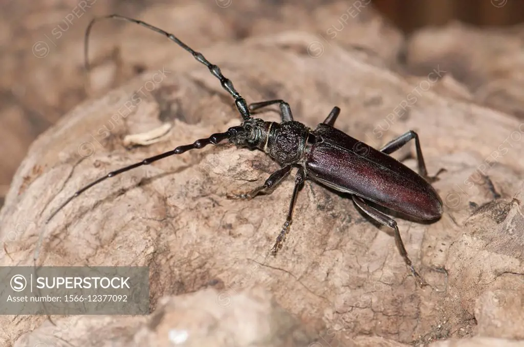 Male Great Capricorn beetle Cerambyx cerdo a Cerambycidae longhorn beetle spotted at night  Larvae usually feed on dead trunks of oaks and other decid...