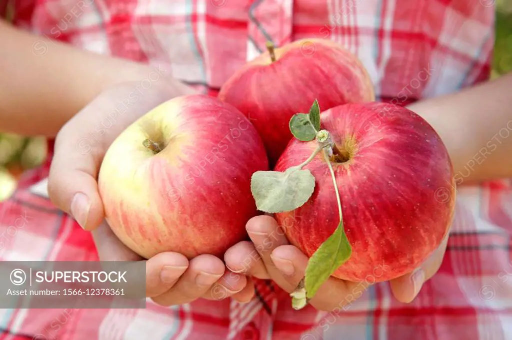 Harvesting apples