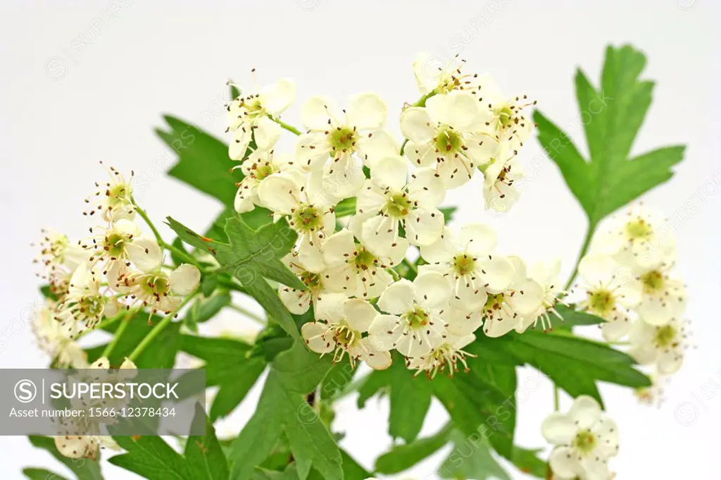 Espino albar Crataegus oxyacantha