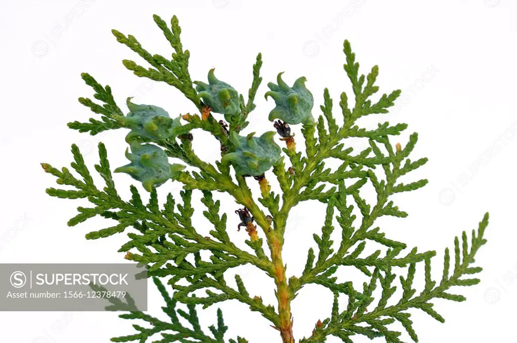 Northern white cedar or arborvitae Thuja occidentalis