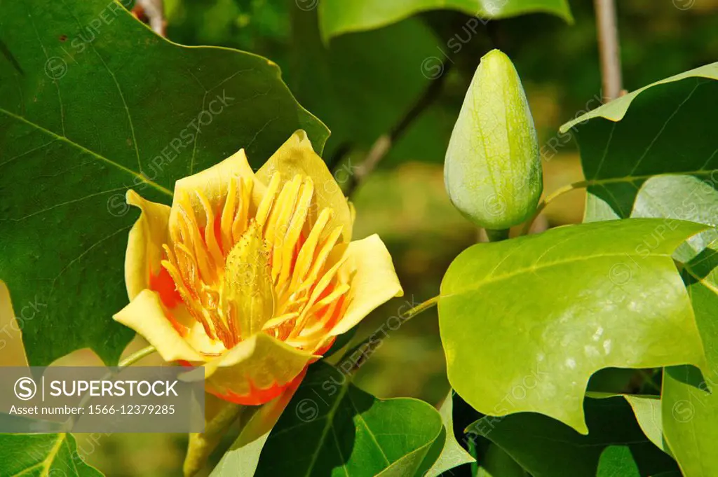 Royal Botanic Gardens Kew in Richmond, London, England  Tulip tree Liriodendron tulipifera