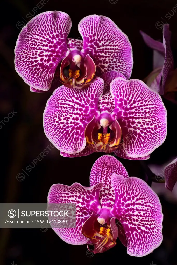 Pink spotted Phalaenopsis Leopard Prince Red Fission Moth orchid flower hybrid.