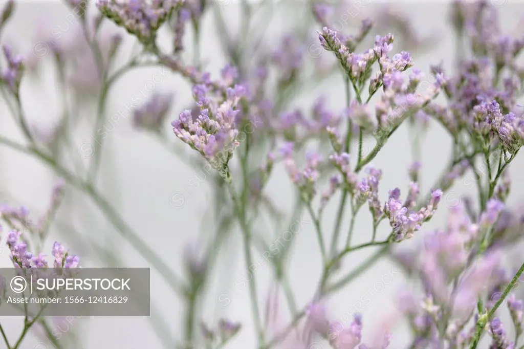 limonium overig maine blue, long-lived, violet meadow flower, the language of flowers symbolises remembrance.