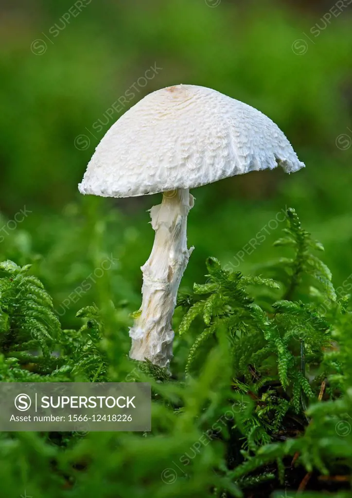 Shield Dapperling (Lepiota clypeolaria), saprobic fungus, poisonus, Versoix, Geneva, Switzerland.