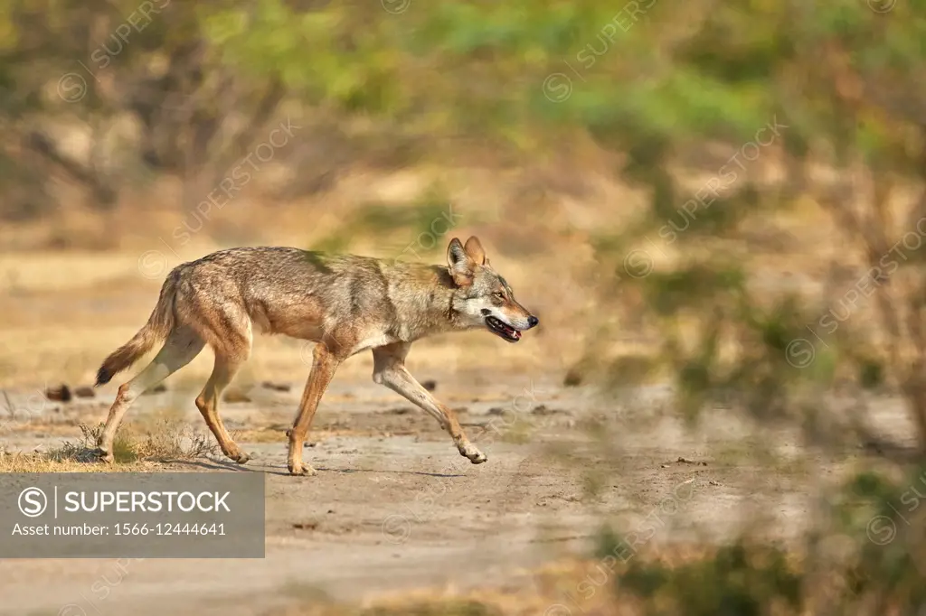 Famous Kutch Desert Wildlife Sanctuary in Gujarat | In Gujarat