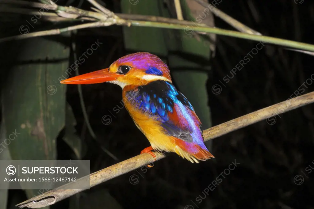 Oriental dwarf kingfisher , Ceyx erithaca , Alcedinidae, Thenmala, Kerala. India.