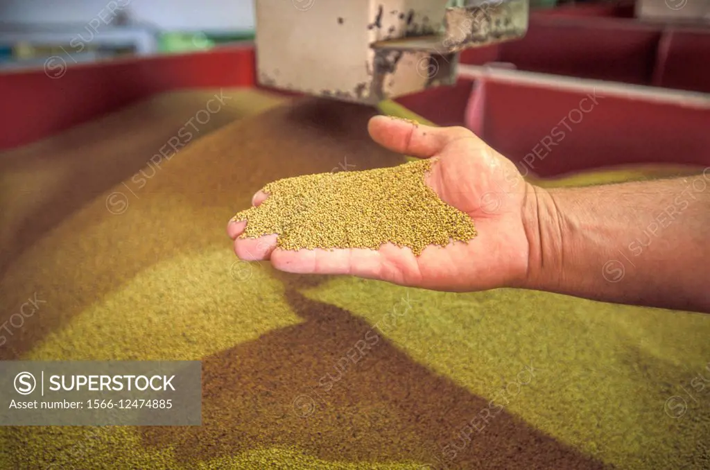 Idaho, USA - Alfalfa seed conditioning at Dairyland Seeds facility.