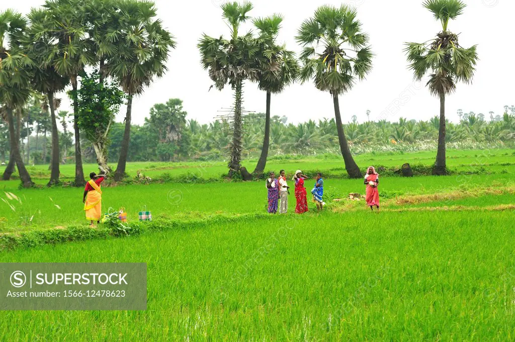 workers in a rice field, Tamil Nadu, India.