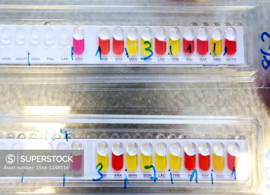 API Microbiology test, Identifying bacteria  Laboratory technician performing an Analytical Profile Index API test  This is a method used to identify ...