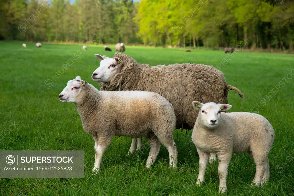 mother sheep or ewe with two lambs at grassland in holland