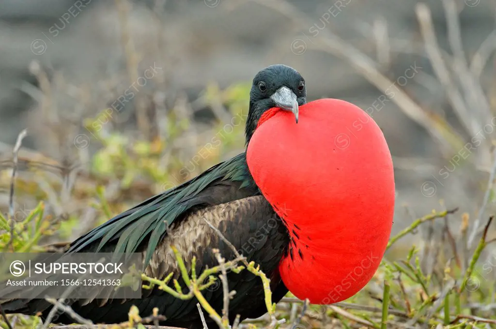 Magnificent Frigatebird (Fregata magnificens), Galapagos Islands National Park, North Seymore Island, Ecuador.