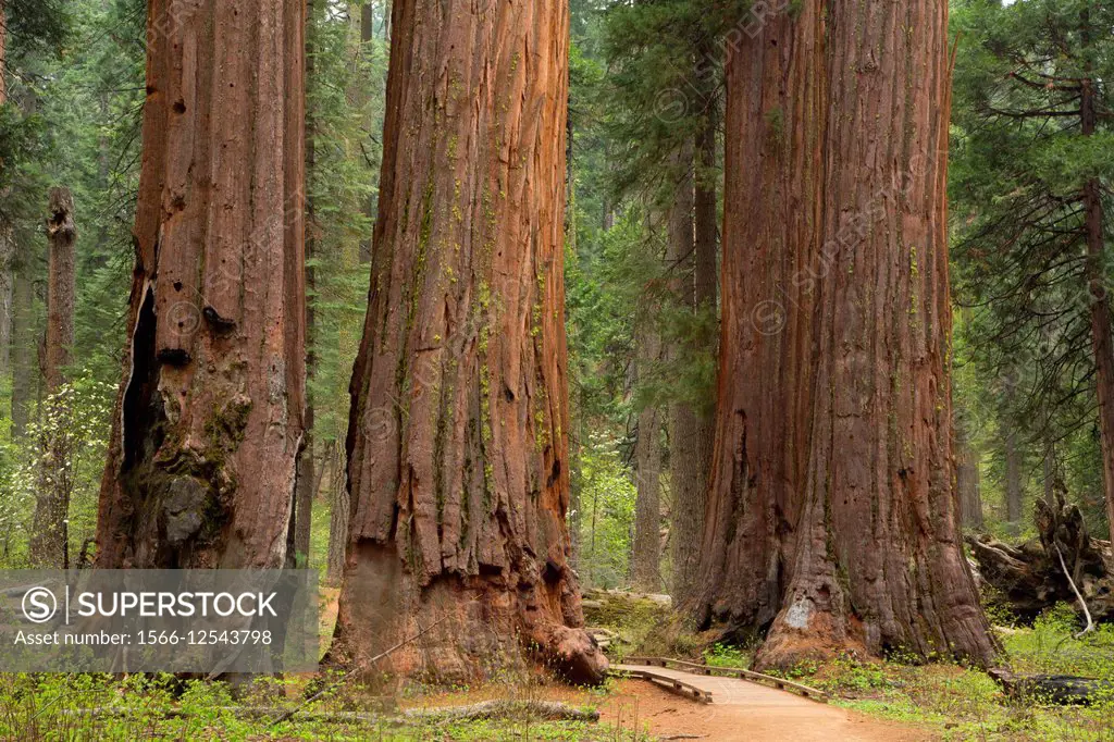 Sequoia in North Grove, Calaveras Big Trees State Park, Ebbetts Pass National Scenic Byway, California.