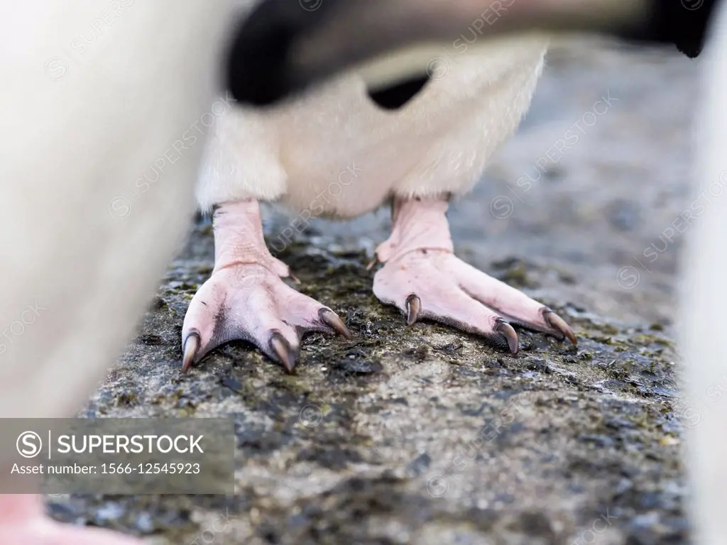 Rockhopper penguin (Eudyptes chrysocome), subspecies southern rockhopper penguin (Eudyptes chrysocome chrysocome). Webbed feet. South America, Falklan...