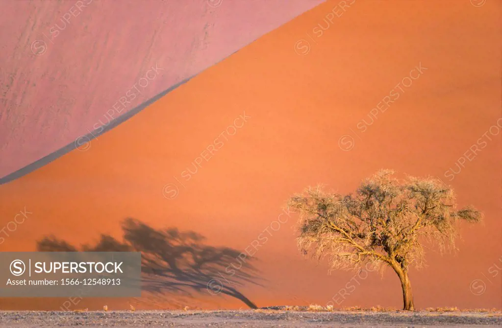 Camelthorn tree (Acacia erioloba) and sand dunes in the evening in the Namib Desert. Namib Naukluft National Park, Namibia.