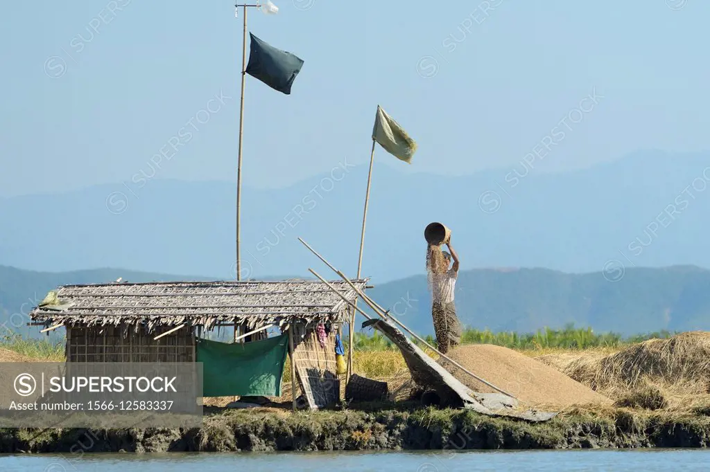 Myanmar, Rakhine State, Mrauk U region, Rice winnowing on the banks of Kaladan river.