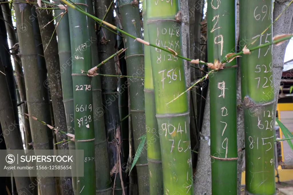 Bamboo