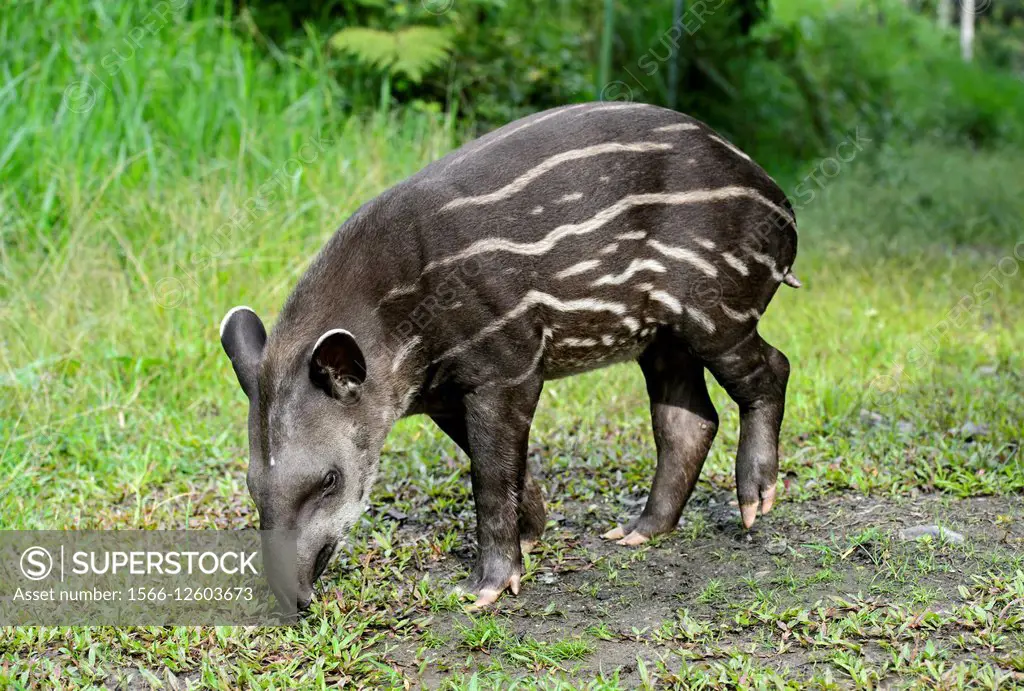 Juvenile Amazonian tapir (Tapirus terrestris), Tapir family (Tapiridae), Amazon rainforest, Yasuni National Park, Ecuador.