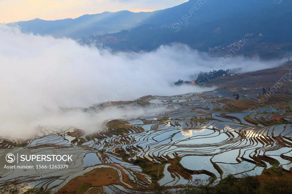 China, Yunnan, Yuanyang, Shengcun, rice terraces,