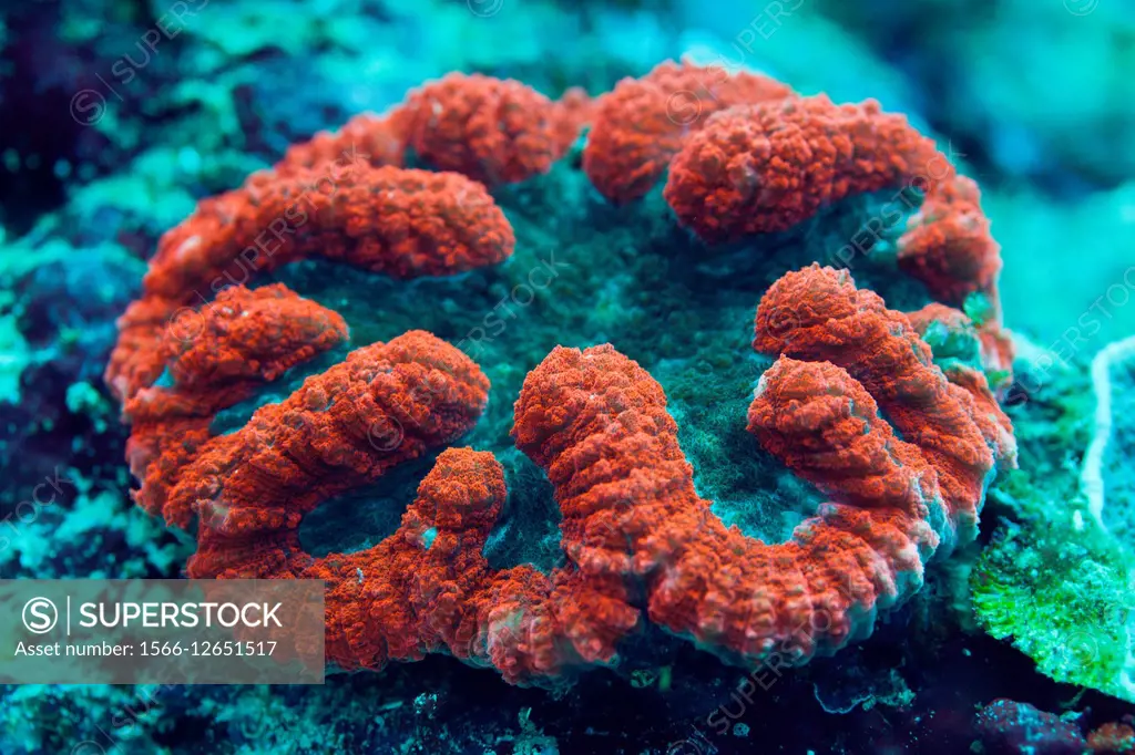 Fluorescent Coral, Lobophyllia sp. , Florida Islands, Solomon