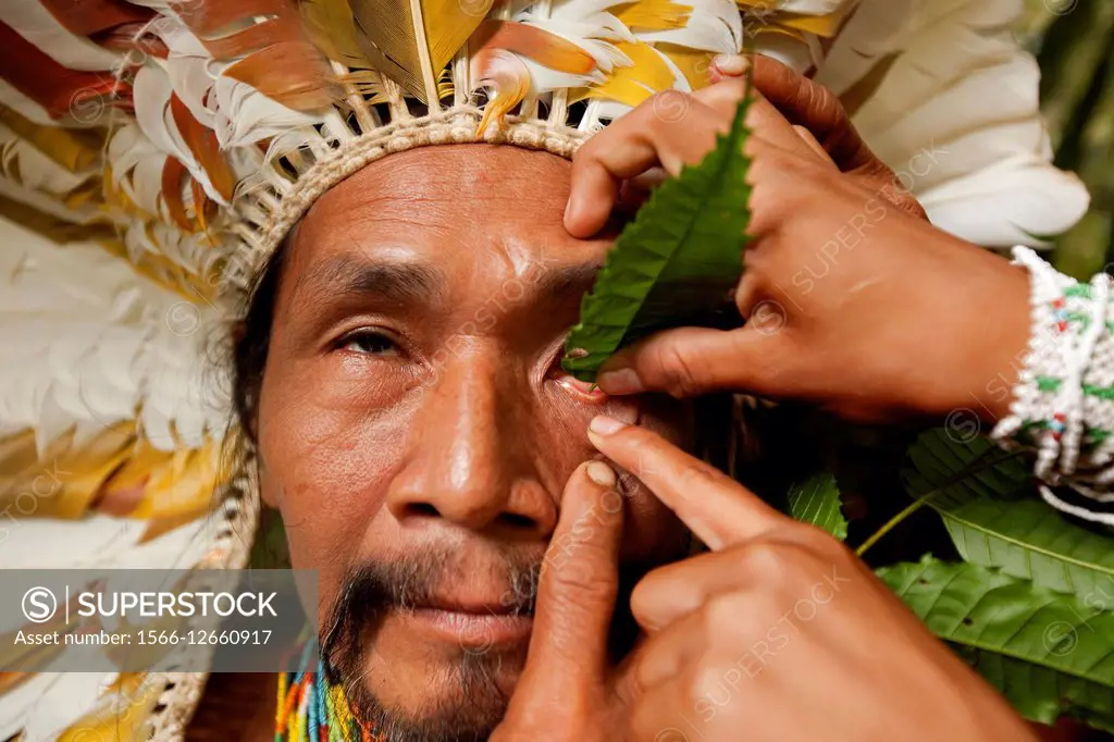 Shaman applying natural, sanango, eye-drops into his eye. Alto Jurua. Croa, Brazil.