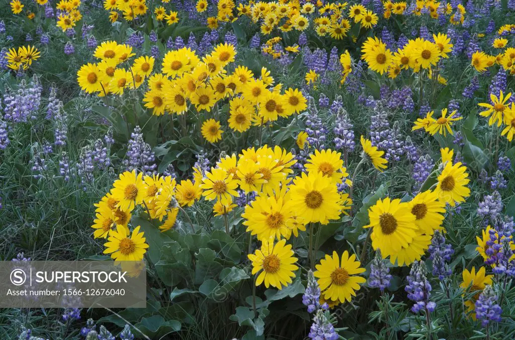 Methow Valley wildflowers, Balsamroot (Balsamorhiza deltoidea) and Lupines (Lupinus latifolius x sericeus var. latifolius), North Cascades Washington.