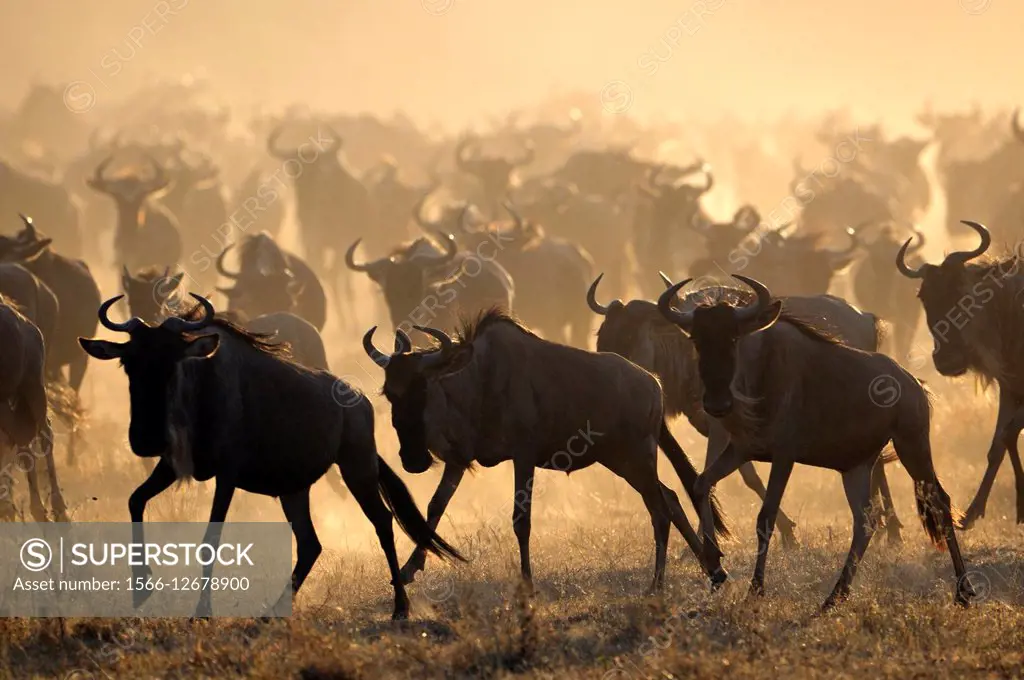 Wildebeest (Connochaetus taurinus), gnu, running at sunrise during the great migration, Serengeti national park, Tanzania.