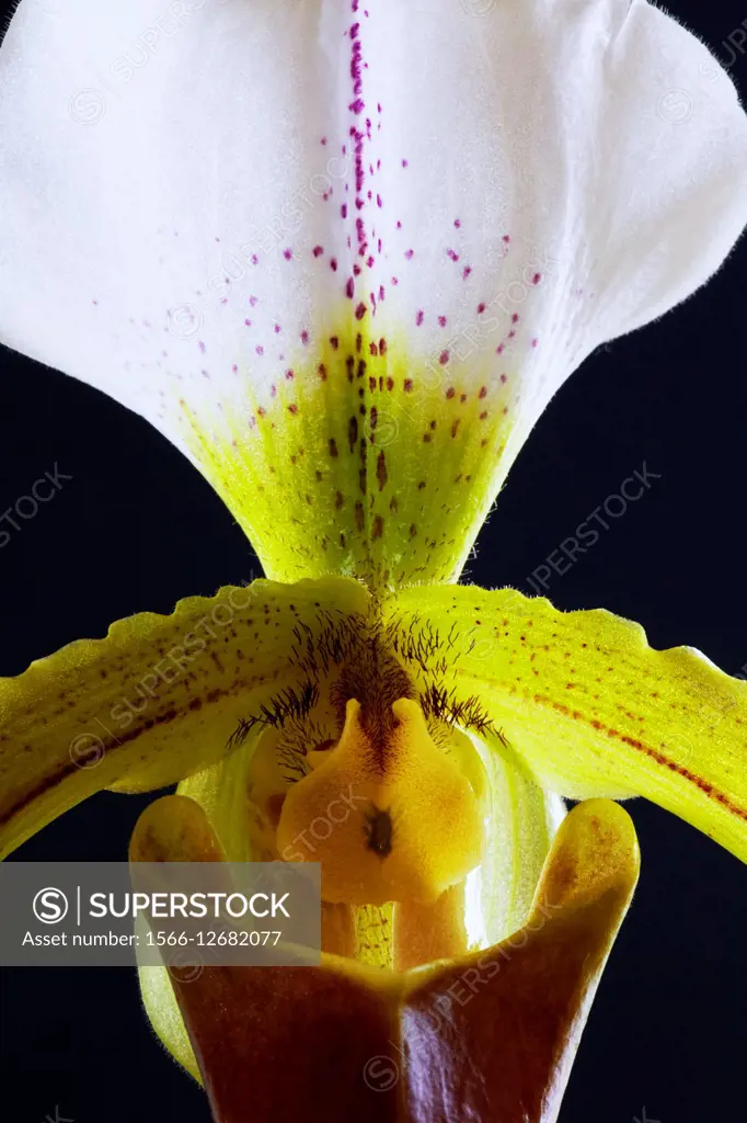 Orchid Paphiopedilum leeanum is a hybrid between Paphiopedilum spicerianum × Paphiopedilum insigne - Germany