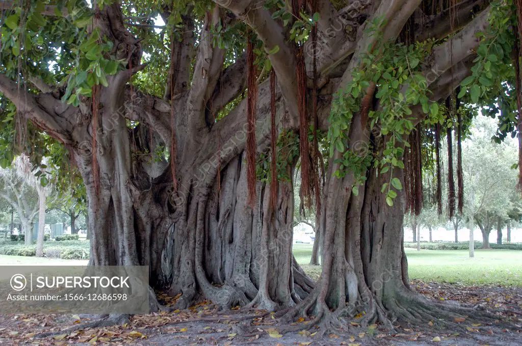 Large live oak tree in St Petersburg Florida