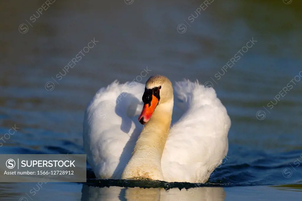 Mute swan (Cygnus olor), in the pond, Rising Sun, Indiana, USA. - SuperStock