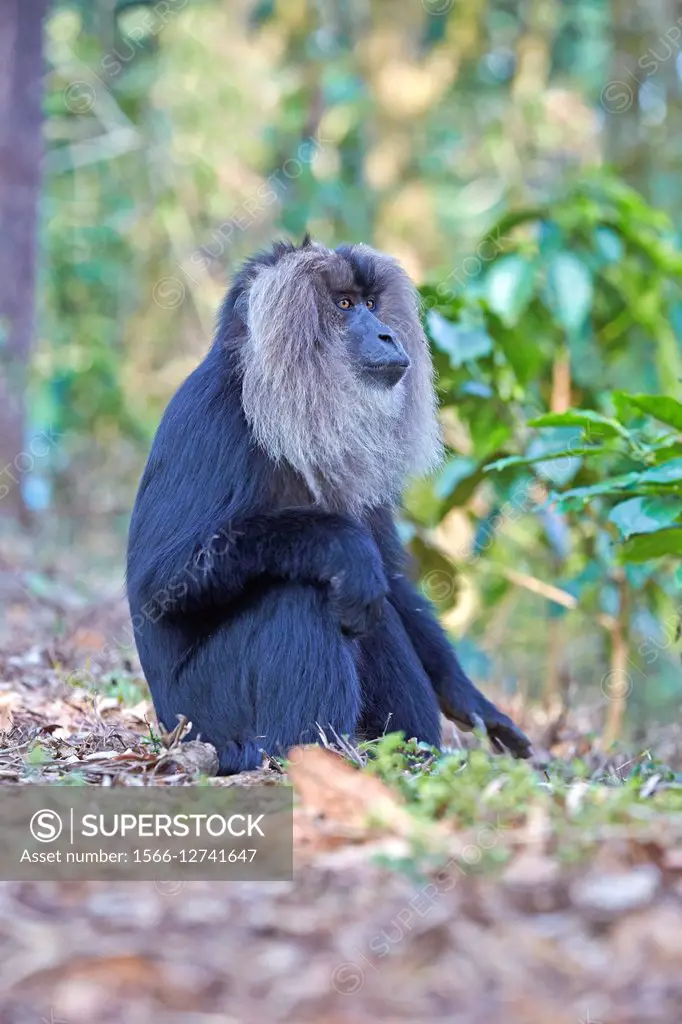 Asia, India, Tamil Nadu, Anaimalai Mountain Range Nilgiri hills, Lion-tailed macaque Macaca silenus, or the Wanderoo, The lion-tailed macaque ranks am...