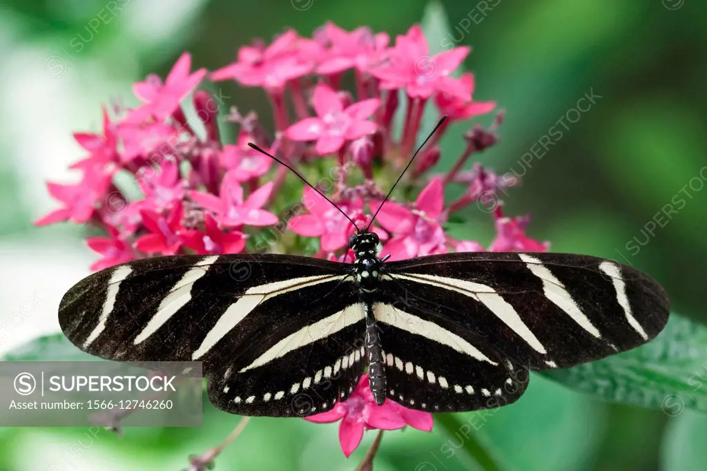 Zebra Heliconia aka: Zebra Longwing (Heliconius charitonius).