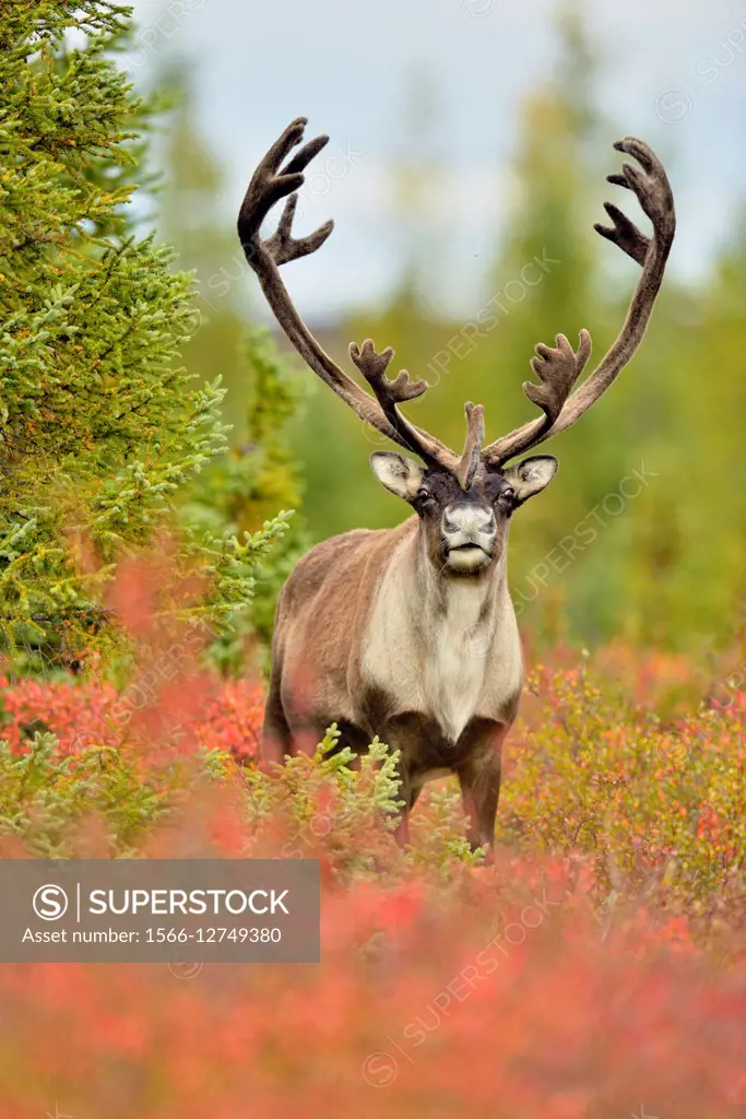 Barren Ground caribou (Rangifer tarandus) Bull in fall migration. Qamanirjuaq herd, Ennadai Lake, Nunavut, Canada.