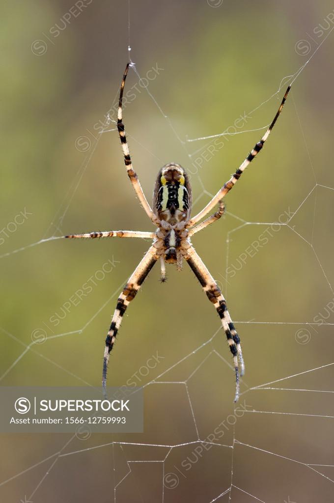Arachne- the Golden Satin Spider Web Bullet Bra – Dorothea's