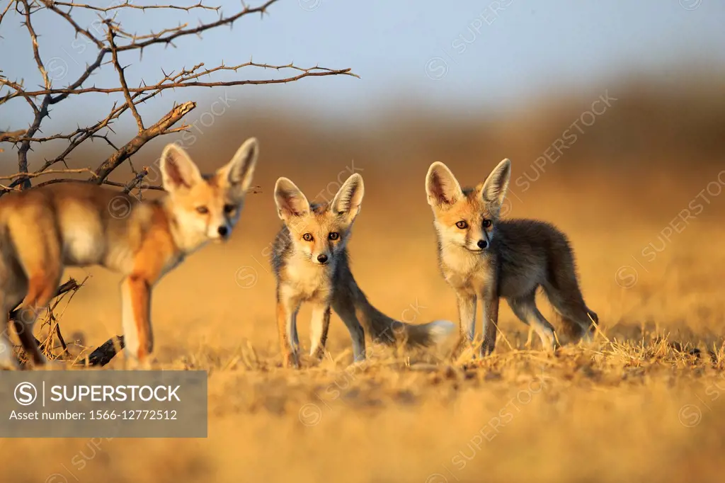 Kutch Desert - Drishti IAS