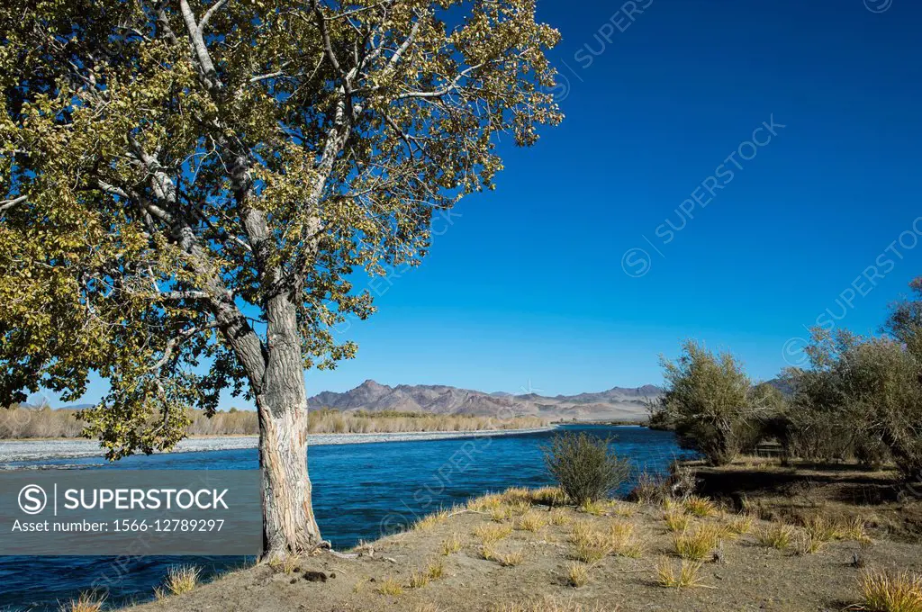 View of the Hovd River near the city of Ulgii (Ölgii) in the Bayan-Ulgii Province in western Mongolia with an Aspen tree on the riverbank.