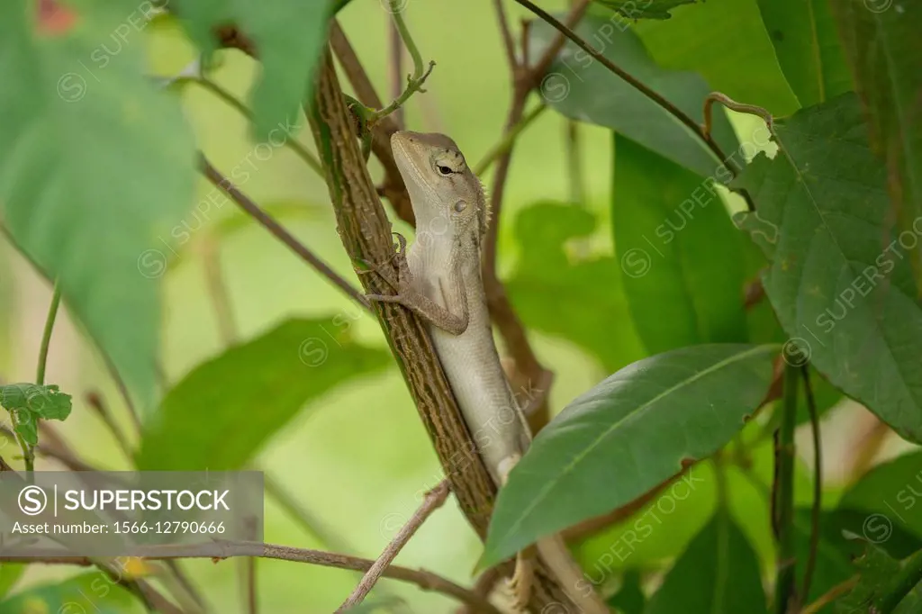 Monitor Lizard in Malaysia.